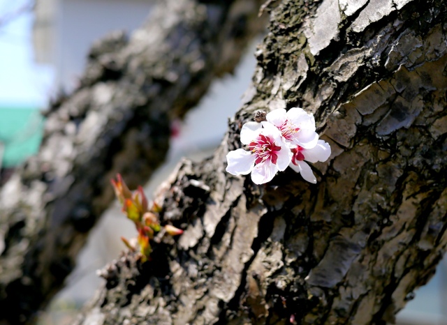  Sakura Blossom